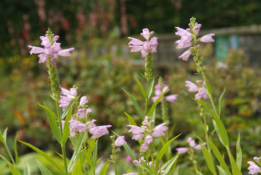 Physostegia virginiana 'Bouquet rose' Scharnierbloem bestellen